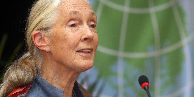 British primatologist, ethologist, anthropologist, and UN Messenger of Peace Jane Goodall speaks during the 'Avoided Deforestation' event, within the framework of the UN Conference on Sustainable Development, Rio+20, in Rio de Janeiro, Brazil, on June 21, 2012. World leaders attending the UN summit in Rio weighed steps to root out poverty and protect the environment as thousands of activists held several protests to denounce Amazon rainforest deforestation, the plight of indigenous peoples and the 'green economy' being advocated at the UN gathering. AFP PHOTO / ZULMAIR ROCHA (Photo credit should read ZULMAIR ROCHA/AFP/GettyImages)