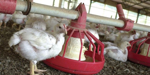 Chickens gather around a feeder in a Tyson Foods Inc. poultry house in rural Washington Co. Arkansas, Thursday, June 19, 2003. McDonalds Corp. has asked its meat suppliers, including Tyson Foods, to stop the routine use of antibiotics in their animals. (AP Photo/April L. Brown)