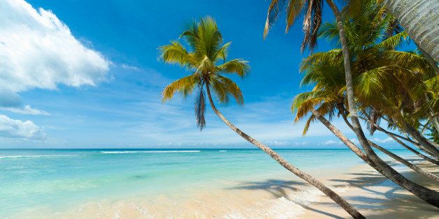 Palm tree at Pigeon Point Beach, Tobago.