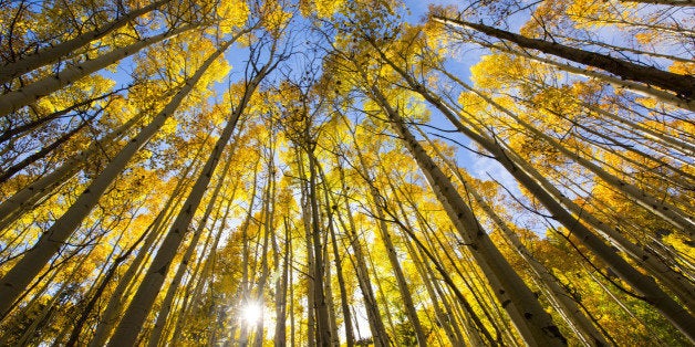 Aspen trees changing colors in the fall