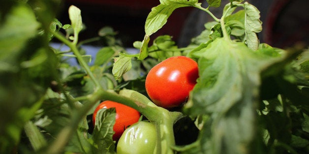 FLORIDA CITY, FL - FEBRUARY 06: Tomatoes hang in the fields of DiMare Farms on February 6, 2013 in Florida City, Florida. Th