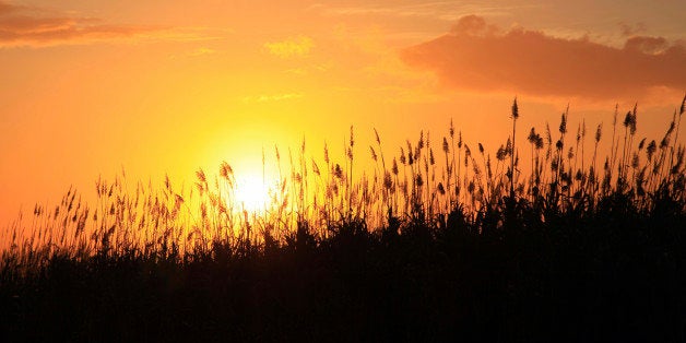 Sun setting behind sugarcane plants at Beau-Bassin, Mauritius, Africa