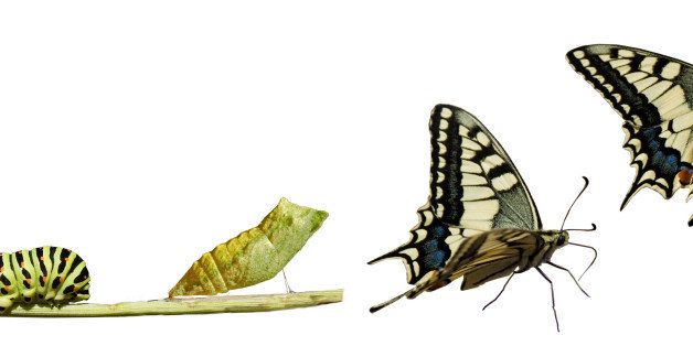 Swallowtail metamorphosis