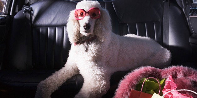 Standard Poodle in car wearing sunglasses