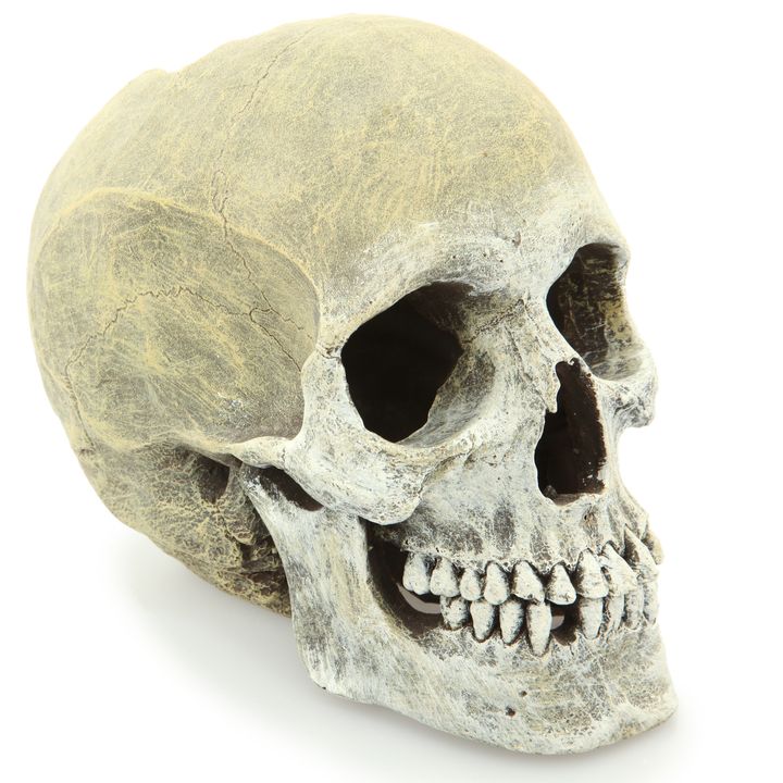 model of human skull