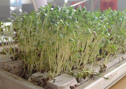 The Cressening Coworkers Turn Gross Keyboard Into Chia Pet