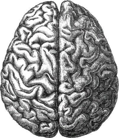 Medical diagram of human brain. Category:Human brain (superior view)Category:Anatomical plates and drawings of the human brain. 