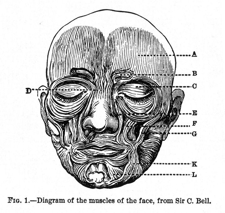 Description Figure 1 from Charles Darwin 's The Expression of the Emotions in Man and Animals , showing human facial muscles (see also Image ... 