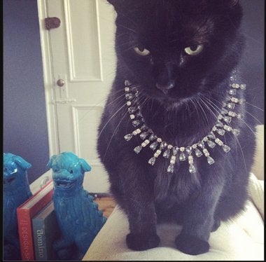 Presenting 'Rich Cats Of Instagram,' Or The Most Spoiled Felines