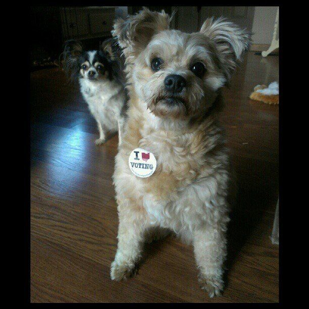 Dog Who Committed Voter Fraud #1