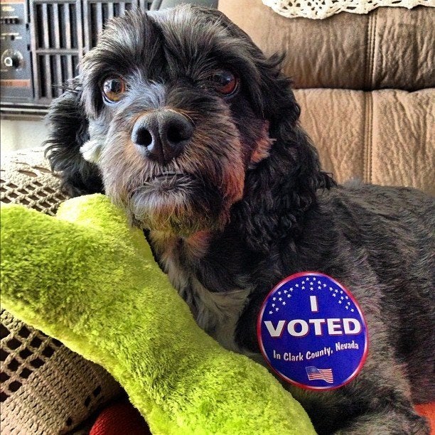 13 Instagram Photos Of Dogs Who Committed #Voterfraud | HuffPost Impact