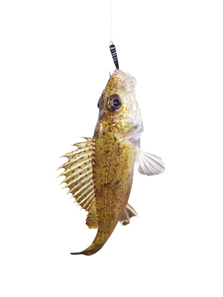 eurasian ruffe on a fishing...