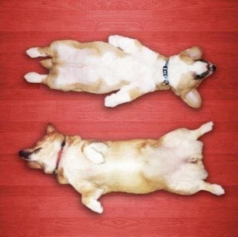 Corgis