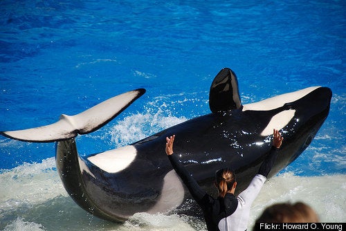 Shamu's Twitter SHUT DOWN After Killer Whale Tilikum Kills Trainer