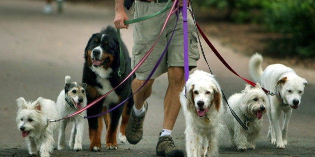 BOSTON - AUGUST 8: A bunch of happy-looking dogs take their dog-walker for a stroll through the Boston Public Garden. (Photo by John Tlumacki/The Boston Globe via Getty Images)