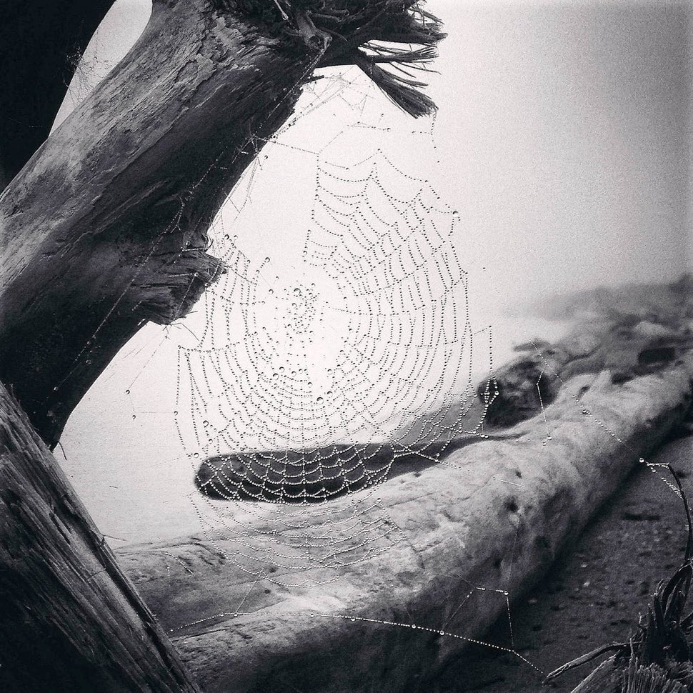 Photographer: Yvonne Naughton <br>
Category: Nature, first place<br>
Location: La Conner, WA United States