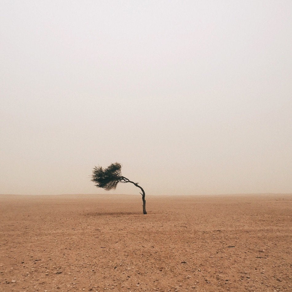 Photographer: Ruairdh McGlynn<br>
Category: Trees, first place<br>
Location: Edinburgh, United Kingdom