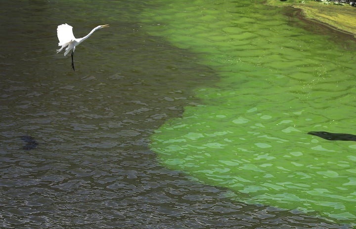 A crane flies over the green algae blooms that are seen at the Port Mayaca Lock and Dam on Lake Okeechobee in July.