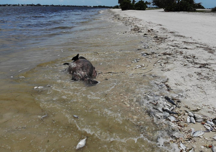 A Goliath grouper and other fish are seen washed ashore the Sanibel causeway after dying in a red tide in Sanibel, Florida, i