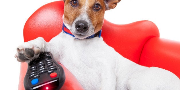 dog watching tv or a movie sitting on a red sofa or couch with remote control changing the channels