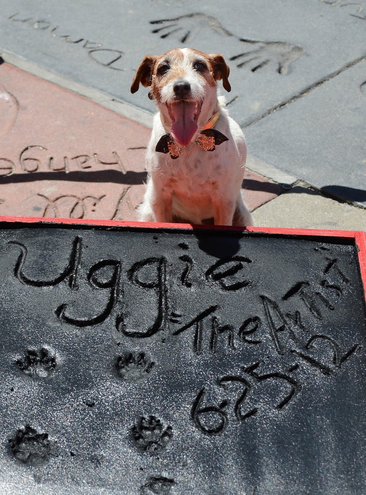 Uggie, the dog who starred in the Academy Award-winning film 'The Artist,' is honored with a hand and paw print ceremony outside Grauman's Chinese Theatre in Hollywood, California, June 25, 2012. The ceremony marked Uggie's retirement from acting. AFP PHOTO/ROBYN BECK (Photo credit should read ROBYN BECK/AFP/GettyImages)