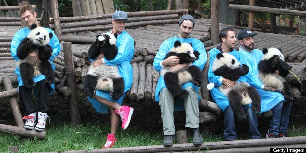 CHENGDU, CHINA - MAY 30: (CHINA OUT) Members of the Backstreet Boys hold giant pandas at the Giant Panda Breeding Research Institute during their China Tour on May 30, 2013 in Chengdu, Sichuan Province of China. (Photo by ChinaFotoPress/ChinaFotoPress via Getty Images)