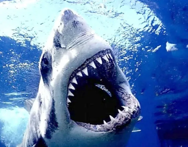 Planet Love Life - Smile! It's #SharkWeek! A Great White Shark's 300  serrated teeth are an amazing hunting adaptation! What's even more amazing  is their replaceability. Sharks constantly lose and regrow their