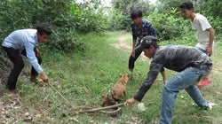 Μικροί ήρωες! Παιδιά σώζουν τον σκύλο τους από τεράστιο πύθωνα