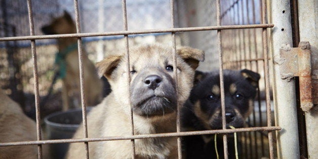 IMAGE DISTRIBUTED FOR HUMANE SOCIETY INTERNATIONAL - In this image released on Tuesday, Jan. 6, 2015, in December 2014, Humane Society International visited a farm in Ilsan, South Korea, where dogs were being raised for the dog meat trade. HSI worked with the farmer and secured an agreement with him to stop raising dogs for food and move permanently to growing crops as a more humane way to make a living. HSI, the international affiliate of The Humane Society of the United States, is working to reduce the dog meat trade in Asia, including South Korea, where dogs are farmed for the industry. HSI plans to work with more South Korean dog meat farmers to help them transition out of this cruel business. In this image, puppies sit in their cage at the farm. The dogs on South Korean farms live their entire lives in cages with little attention from the farmers, even for food and water. Additionally, animal protection laws there are routinely ignored in the trade such as killing dogs in front of other dogs. Their suffering is endless. (Manchul Kim/AP Images for Humane Society International)