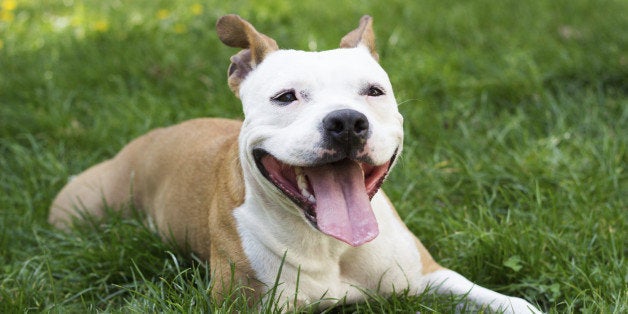 Cute American Staffordshire Terrier playing with a ball. in the park