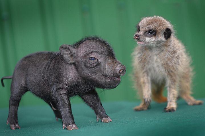 Real Life Pumbaa And Timon: Worcestershire Micro Pig, Meerkat | HuffPost  Entertainment