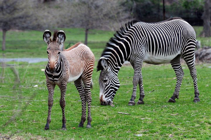 Zebra Babies - NWF