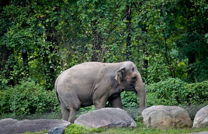 Happy the elephant at the Bronx Zoo in October 2018.