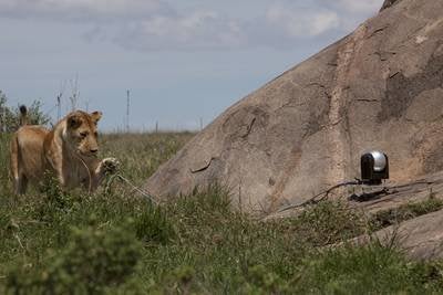Africa' Trailer: First Look At Discovery Channel Series (EXCLUSIVE VIDEO) | HuffPost Entertainment Africa' Trailer: First Look At Discovery Channel Series (EXCLUSIVE VIDEO) | HuffPost Entertainment