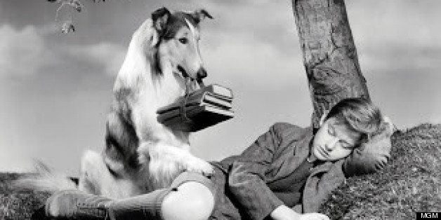 60 Greatest TV Animals Of All Time | HuffPost Entertainment