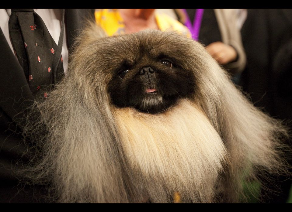 World's Top Dogs Compete At Westminster Dog Show