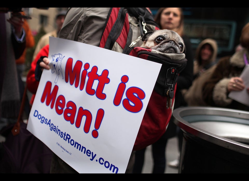 "Dogs Against Romney" Protest 