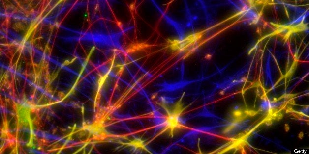 Stem cell-derived nerve cells. Fluorescence light micrograph of neural (nerve) stem cells that have been derived from human embryonic stem cells (HESC). Tuj1 protein is red, and glial fibrillary acidic protein (GFAP) is green and blue. HESC are pluripotent - they are able to differentiate into any of the 200 cell types in the human body. The type of cell they mature into depends upon the biochemical signals received by the immature cells. This ability makes them a potential source of cells to repair damaged tissue in diseases such as Parkinson's and insulin-dependent diabetes.