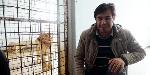 Agence France-Presse (AFP) text correspondent Sardar Ahmad, based in the Kabul office of AFP poses for a photograph with a lion at the zoo in Kabul on March 18, 2014, while doing a story about the feline. Ahmad, his wife, and two of his children were gunned down March 20, 2014, when four teenage gunmen attacked the Serena hotel in Kabul. AFP PHOTO/SHAH Marai (Photo credit should read SHAH MARAI/AFP/Getty Images)