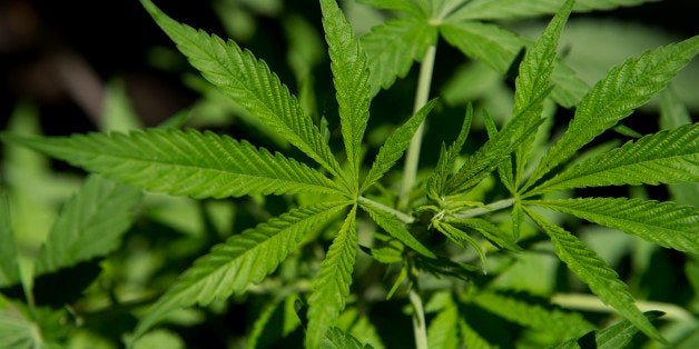 A cannabis sativa plant is seen in Montevideo on December 7, 2012. Lawmakers in Uruguay are studying a bill to legalize the cultivation of marijuana and allow limited personal consumption of it -- which if passed, will have authorities controlling its quality and the amount used. With the bill, which is supported by President Jose Mujica, the government wants to end drug-related violent crime which in recent years has emerged for the first time in this sleepy nation sandwiched between Argentina and Brazil. AFP PHOTO/Pablo PORCIUNCULA (Photo credit should read PABLO PORCIUNCULA/AFP/Getty Images)