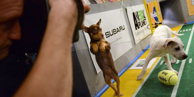 **Embargoed til 2/5/2013** NEW YORK CITY, NY - NOVEMBER 11: One of the smaller puppies decides it would rather not play ball at the taping of Animal Planet's 'Puppy Bowl IX' program in New York City, NY on November 11, 2012. The mock football game will air as counter programming to the actual superbowl. On the internet, puppy bowl has been a huge sensation and now in it's 9th year. The puppies used in the show are from shelters and rescue organizations from across the country. The kittens in the half time show came from a shelter located in New York City. (Photo by Linda Davidson / The Washington Post via Getty Images)
