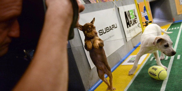 **Embargoed til 2/5/2013** NEW YORK CITY, NY - NOVEMBER 11: One of the smaller puppies decides it would rather not play b