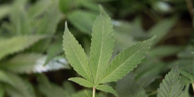 FILE - This Feb. 1, 2011 file photo shows medical marijuana clone plants at a medical marijuana dispensary in Oakland, Calif. The International Cannabis Business Conference on Sunday, Feb. 15, 2015 and Monday is expected to draw about 1,000 investors, entrepreneurs and activists from California and elsewhere for an overview of the legalization landscape. Advocacy groups are now drafting a 2016 ballot initiative that could transform California from a place where only medical marijuana is legal to a global center of state-approved recreational weed. (AP Photo/Jeff Chiu, File)