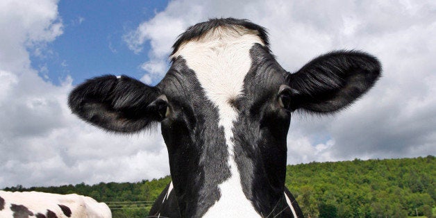 This June 16, 2009 photo shows a Holstein cow at Coventry Valley Farm in Coventry, Vt. Yogurt maker Stonyfield Farm wants its cows to burp less. It's for a noble cause: cutting down on the gases that contribute to global warming. Working with 15 Vermont farms to change cows' diets so they emit less methane, it has already reduced cow burping by as much as 18 percent. (AP Photo/Toby Talbot)