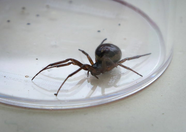 How To Spot False Widow Spiders, After Infestations Cause Four Schools