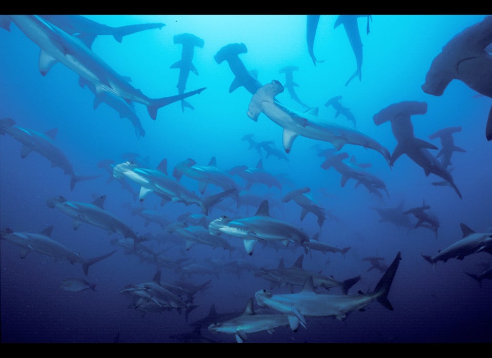 Hammerhead Sharks