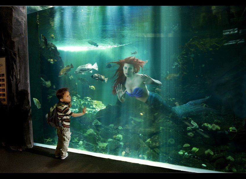Ariel At The Aquarium