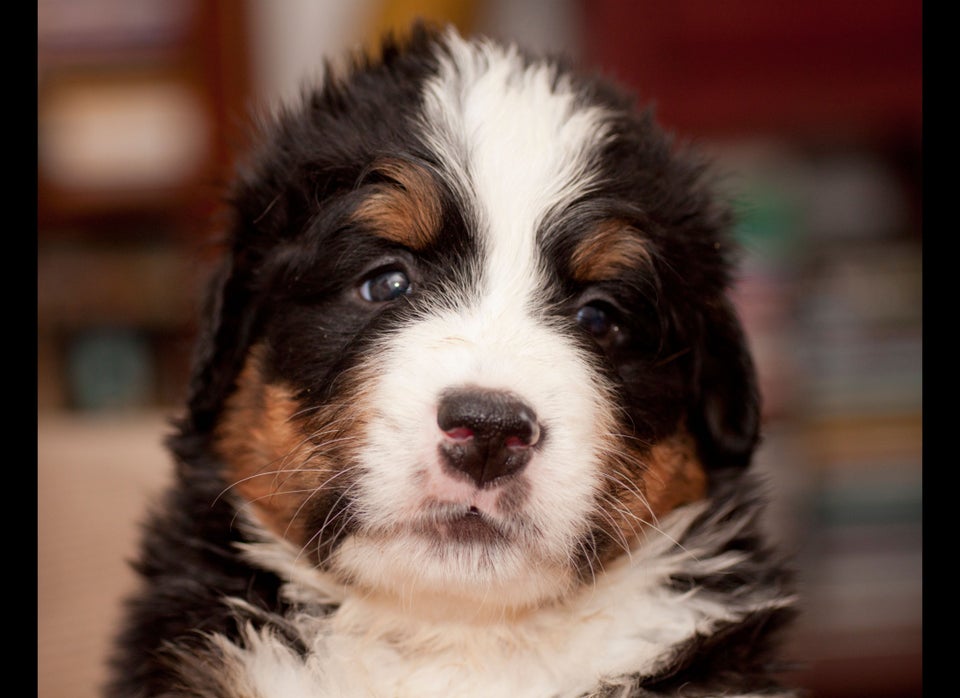 Bernese Mountain Dog (The Lover) 