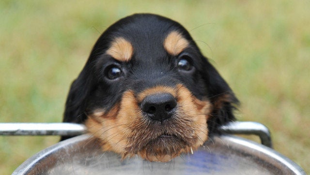 young puppy cocker spanier drinking in an iron bowl. focus on the nose