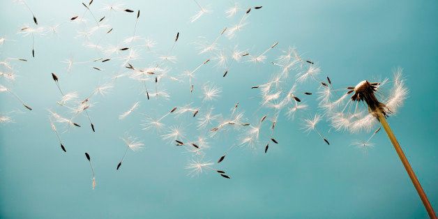 The Dandelion Seed Waits With Hope | HuffPost Communities
